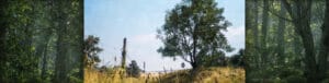 Megascan Trees